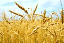 آخرین وضعیت بیمه گندمکاران