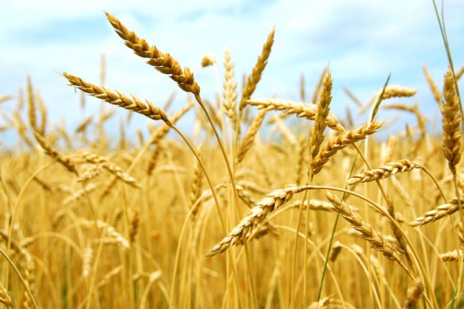 آخرین وضعیت بیمه گندمکاران