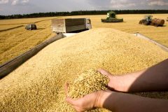 گندم کاران بخوانند/ خبری فوری درباره خرید تضمینی گندم